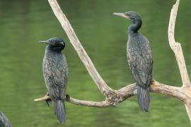 Kormoran indyjski - Phalacrocorax fuscicollis - Indian Cormorant