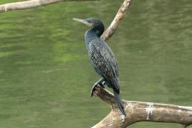 Kormoran indyjski - Phalacrocorax fuscicollis - Indian Cormorant