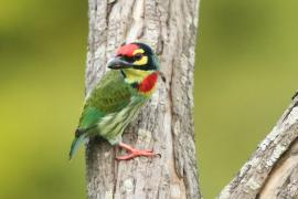 Pstrogłów żółtogardły - Psilopogon haemacephalus - Coppersmith Barbet