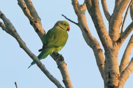 Aleksandretta obrożna - Psittacula krameri - Rose-ringed Parakeet