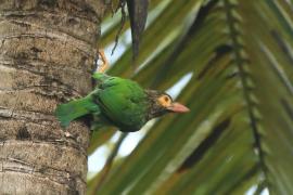 Pstrogłów nakrapiany - Psilopogon zeylanicus - Brown-headed Barbet