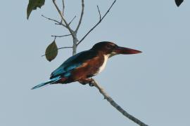 Łowiec krasnodzioby - Halcyon smyrnensis - White-breasted Kingfisher
