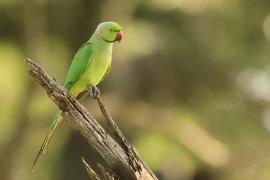 Aleksandretta obrożna - Psittacula krameri - Rose-ringed Parakeet