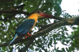 Łowiec niebieskoskrzydły - Pelargopsis capensis - Stork-billed Kingfisher