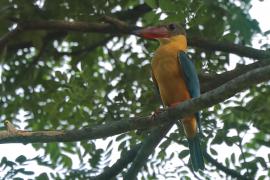 Łowiec niebieskoskrzydły - Pelargopsis capensis - Stork-billed Kingfisher
