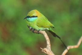 Żołna wschodnia - Merops orientalis - Green Bee-eater