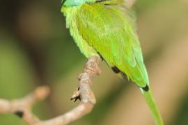 Żołna wschodnia - Merops orientalis - Green Bee-eater