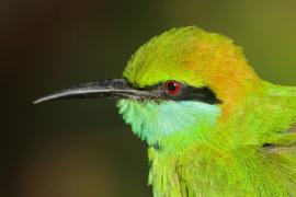 Żołna wschodnia - Merops orientalis - Green Bee-eater