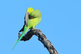 Aleksandretta obrożna - Psittacula krameri - Rose-ringed Parakeet