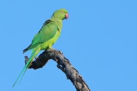 Aleksandretta obrożna - Psittacula krameri - Rose-ringed Parakeet