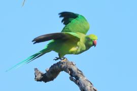 Aleksandretta obrożna - Psittacula krameri - Rose-ringed Parakeet