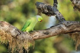 Aleksandretta obrożna - Psittacula krameri - Rose-ringed Parakeet