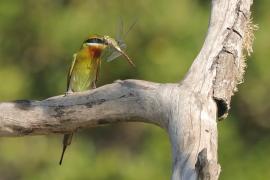 Żołna modrosterna - Merops philippinus - Blue-tailed Bee-eater