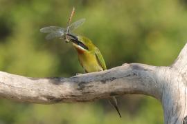 Żołna modrosterna - Merops philippinus - Blue-tailed Bee-eater