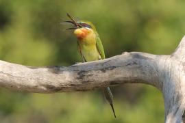 Żołna modrosterna - Merops philippinus - Blue-tailed Bee-eater