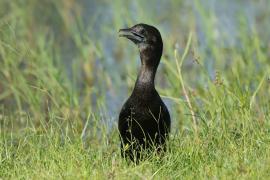Kormoran skromny - Microcarbo niger - Little Cormorant