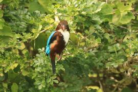 Łowiec krasnodzioby - Halcyon smyrnensis - White-breasted Kingfisher