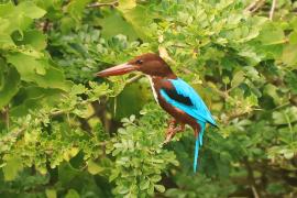 Łowiec krasnodzioby - Halcyon smyrnensis - White-breasted Kingfisher