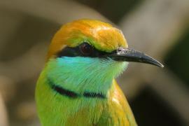 Żołna wschodnia - Merops orientalis - Green Bee-eater
