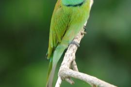 Żołna wschodnia - Merops orientalis - Green Bee-eater
