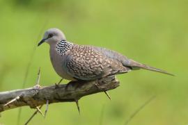 Synogarlica perłoszyja - Streptopelia chinensis - Spotted Dove