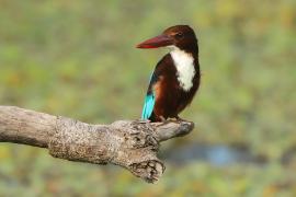 Łowiec krasnodzioby - Halcyon smyrnensis - White-breasted Kingfisher