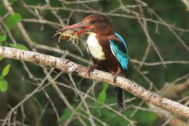 Łowiec krasnodzioby - Halcyon smyrnensis - White-breasted Kingfisher