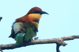 Żołna obrożna - Merops leschenaulti  - Chestnut-headed Bee-eater
