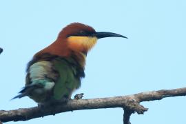Żołna obrożna - Merops leschenaulti  - Chestnut-headed Bee-eater
