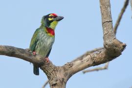 Pstrogłów żółtogardły - Psilopogon haemacephalus - Coppersmith Barbet