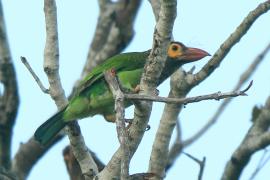 Pstrogłów nakrapiany - Psilopogon zeylanicus - Brown-headed Barbet