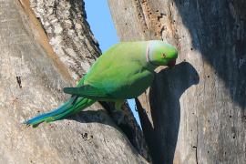 Aleksandretta obrożna - Psittacula krameri - Rose-ringed Parakeet