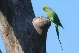 Aleksandretta obrożna - Psittacula krameri - Rose-ringed Parakeet