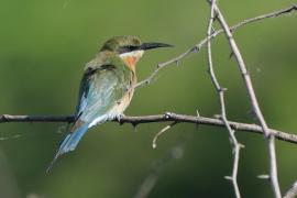 Żołna modrosterna - Merops philippinus - Blue-tailed Bee-eater