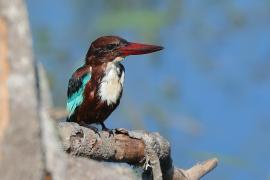 Łowiec krasnodzioby - Halcyon smyrnensis - White-breasted Kingfisher