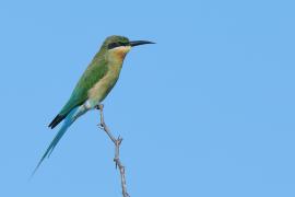 Żołna modrosterna - Merops philippinus - Blue-tailed Bee-eater
