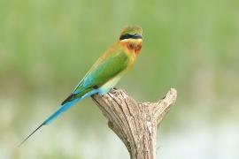 Żołna modrosterna - Merops philippinus - Blue-tailed Bee-eater