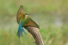 Żołna modrosterna - Merops philippinus - Blue-tailed Bee-eater