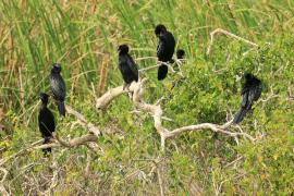Kormoran skromny - Microcarbo niger - Little Cormorant