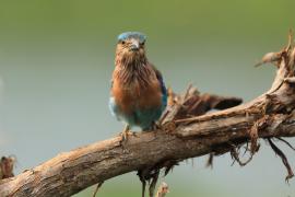 Kraska orientalna - Coracias benghalensis - Indian Roller