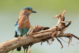 Kraska orientalna - Coracias benghalensis - Indian Roller