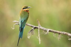 Żołna modrosterna - Merops philippinus - Blue-tailed Bee-eater