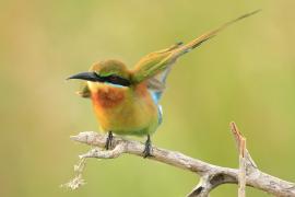 Żołna modrosterna - Merops philippinus - Blue-tailed Bee-eater