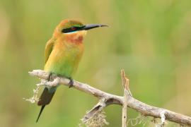 Żołna modrosterna - Merops philippinus - Blue-tailed Bee-eater