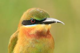 Żołna modrosterna - Merops philippinus - Blue-tailed Bee-eater