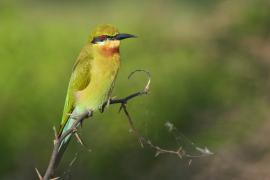 Żołna modrosterna - Merops philippinus - Blue-tailed Bee-eater