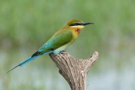 Żołna modrosterna - Merops philippinus - Blue-tailed Bee-eater