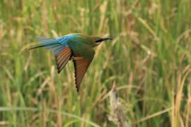 Żołna modrosterna - Merops philippinus - Blue-tailed Bee-eater