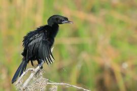 Kormoran skromny - Microcarbo niger - Little Cormorant
