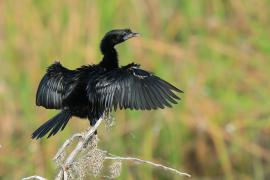 Kormoran skromny - Microcarbo niger - Little Cormorant